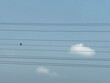 © Deepa Shrestha/Stocksy - Bird, clouds and electric wire