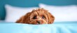 © AKE - A cute brown dog resting on a bed, looking playfully at the camera. Perfect for pet lovers and cheerful home environments.
