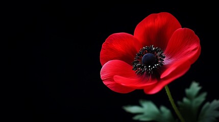 Wall Mural - A Single Red Anemone Flower Against a Black Background