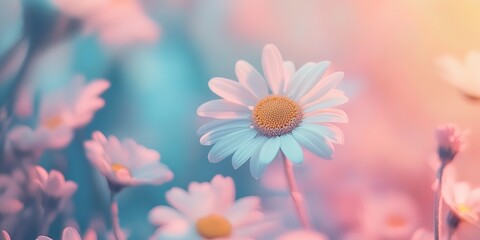 Wall Mural - Minimal pink pastel styled concept. White daisy flower. beautiful spring background with blooming flowers and daisies in a colorful garden -