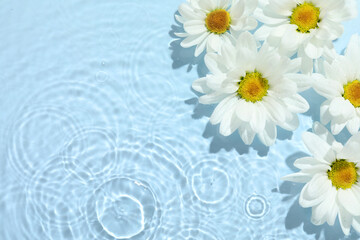 Poster - Beautiful daisy flowers in water on light blue background, top view. Space for text