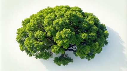 Poster - Top view of an isolated oak tree rendered in , oak tree, top view, isolated, rendering, nature, foliage, branches, leaves, canopy