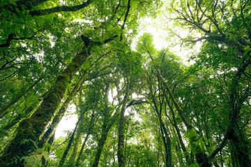 Wall Mural - looking up view of tree trunk to green leaves of tree in forest with sun light. fresh environment in