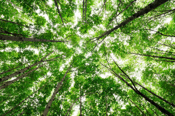 Wall Mural - bottom-up view green mangrove forest canopy. natural carbon sink fight climate change. sustainabilit