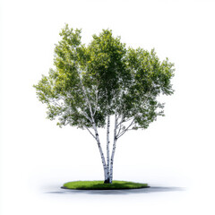 A single green birch tree standing isolated on a white background, symbolizing nature, growth, and simplicity in design.