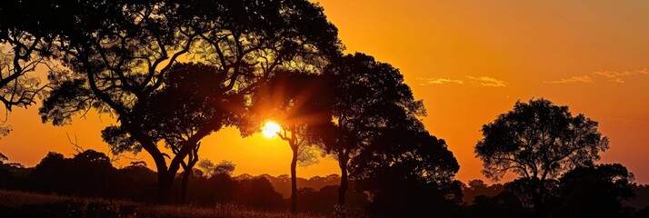 Wall Mural - Silhouetted trees at sunset during the golden hour