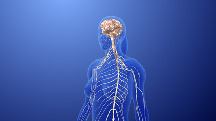 Peripheral Nervous and Ganglia Communication Network