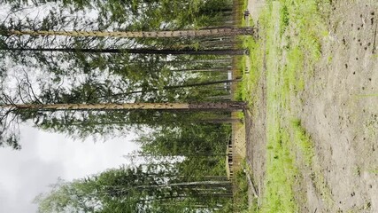 Wall Mural - A forest with a few trees that have been cut down