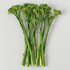 Wall Mural - A group of fresh green broccoli stems on a white background.