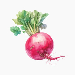 Vibrant watercolor radish illustration