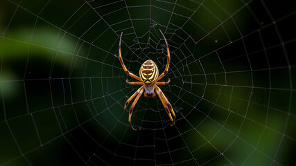 Spider in a web