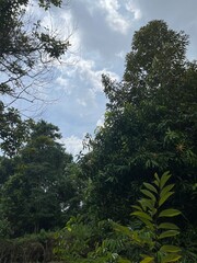 trees and sky