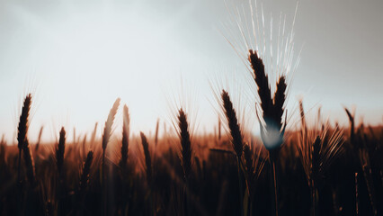 Poster - Wheat field at sunset