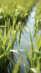 Poster - Green Grass Blades Emerging from Water