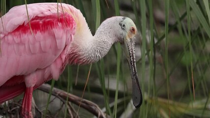 Wall Mural - Roseate spoonbill nest in Florida 