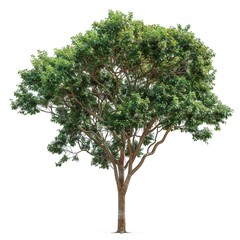 Sticker - isolated big tree on White Background