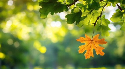 Single Orange Leaf Against Green Foliage Background