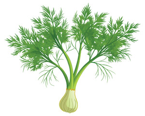 organic fresh dill vector illustration 