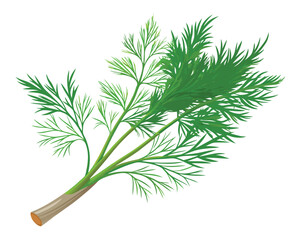 organic fresh dill vector illustration 