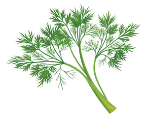 organic fresh dill vector illustration 