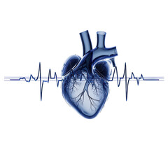 Human Heart with EKG Line 3D Illustration