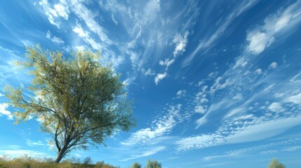 Wall Mural - Scenery featuring blue sky and cirrus clouds