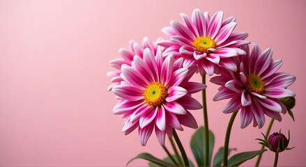 Wall Mural - pink flowers