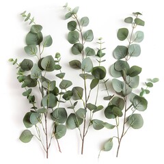 Wall Mural - Eucalyptus Branches isolated on white background 