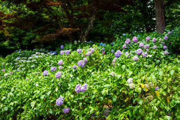 Wall Mural - 大阪市の長居植物園で見た、太陽光に照らされるカラフルな紫陽花