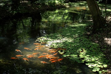 Poster - Orange Koi Fish Swimming in a Sunlit Pond