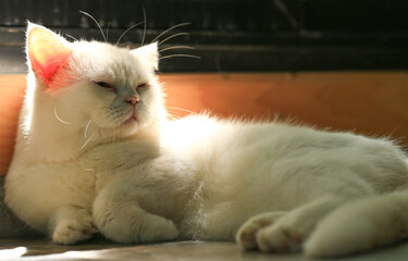 White cat and beautiful sunlight