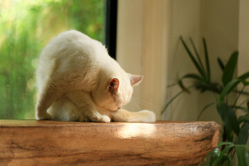 White cat and beautiful sunlight