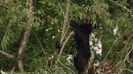 Wall Mural - Black Bear in Great Smoky Mountains National Park