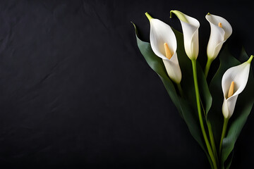 elegant white calla lily flowers on right side black empty paper on dark background. Funeral condolence, card sympathy floral concept