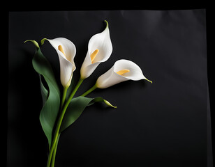 elegant white calla lily flowers on right side black empty paper on dark background. Funeral condolence, card sympathy floral concept