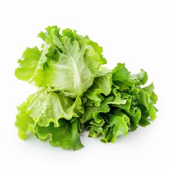 Canvas Print - Fresh romaine lettuce isolated on white 