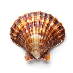 Wall Mural - Atlantic Scallop Shell on White Background isolated on white background 