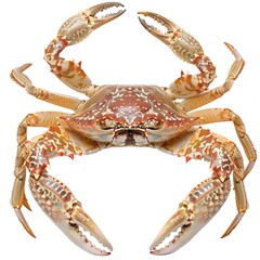 Wall Mural - Atlantic crab with starry shell isolated