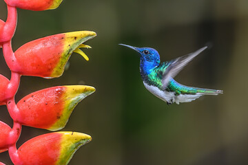 Wall Mural - hummingbird long-tailed sylph, aglaiocercus kingi with orange flower, in flight. hummingbird from co