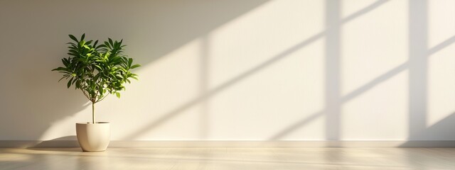 Poster -  A potted plant on a wooden floor, in front of a white wall, casting a long shadow from the window