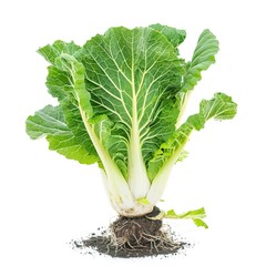 Canvas Print - cabbage isolated on white background