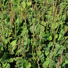 Plantago. Broadleaf plantain plants in the meadow with many flowers on summer