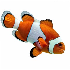 Sticker - An orange and white clown fish 