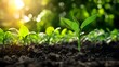 © Borasca - Young green seedlings in sunlit garden soil with fresh morning dew
