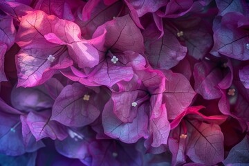 Wall Mural - Delicate purple bougainvillea flowers are creating a vibrant floral background