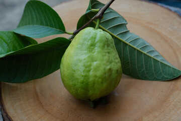 green guava on a tree