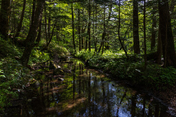 日本の風景・初夏　長野　新緑の上高地