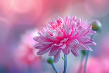 Wall Mural - Pink chrysanthemum is opening in a colorful garden