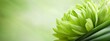 © Mikus - A tight shot of a green bloom with a soft focus foreground and background