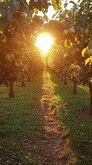 Poster - Peaceful Sunset Tour of Cider Orchard During Golden Hour  